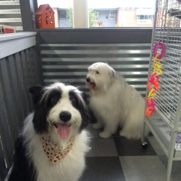 pet grooming idaho