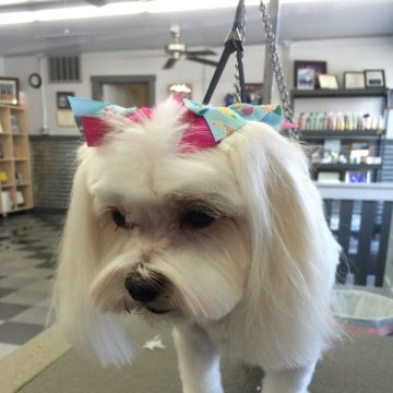 pet grooming idaho
