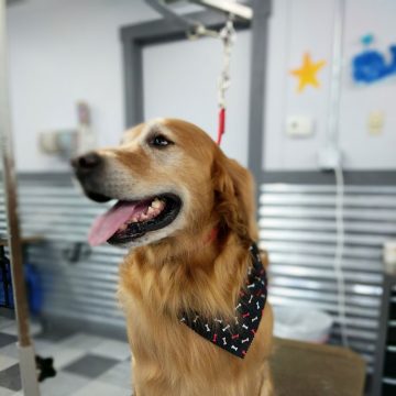 Golden Retriever Grooming in Boise