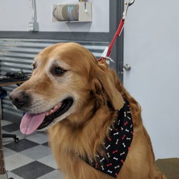 Golden Retriever Grooming In Boise