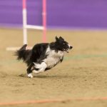 canine agility idaho