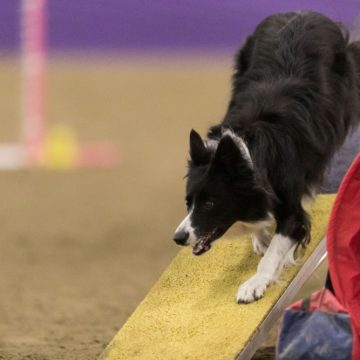 canine agility idaho