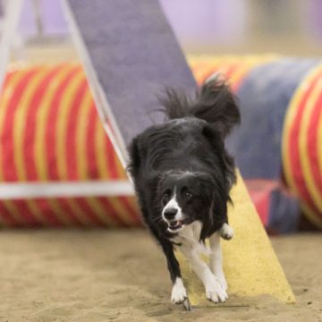 canine agility idaho
