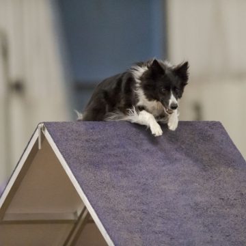canine agility