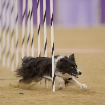 canine training classes idaho