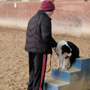 Dog Training Classes in Boise