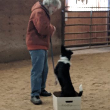 Dog Training Classes in Boise