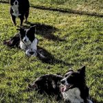 Dog Training Classes in Boise