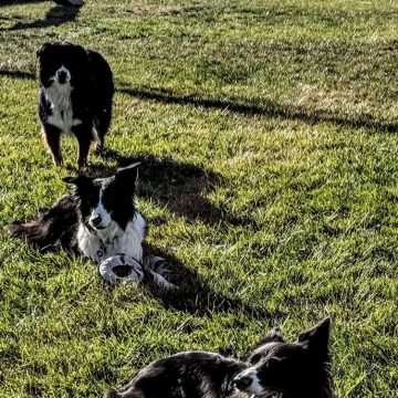 Dog Training Classes in Boise