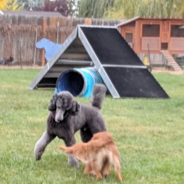 Dog Training Classes in Boise
