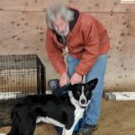 Dog Training Classes in Boise