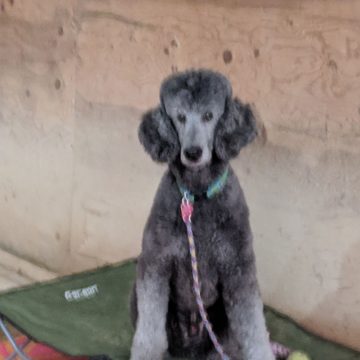 Dog Training Classes in Boise