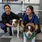 Dog Grooming Training in Boise
