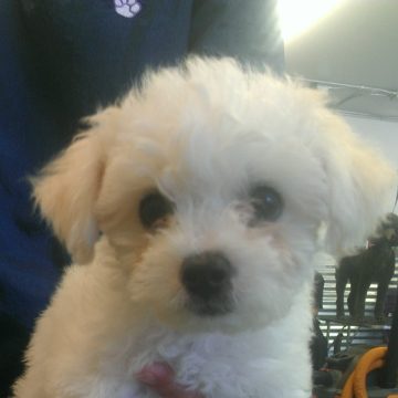puppy grooming idaho