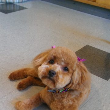 puppy grooming idaho