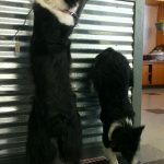 puppy grooming idaho