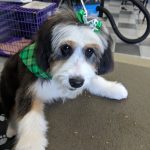Puppy Grooming in Boise