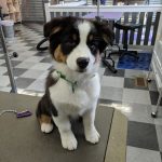Puppy Grooming in Boise
