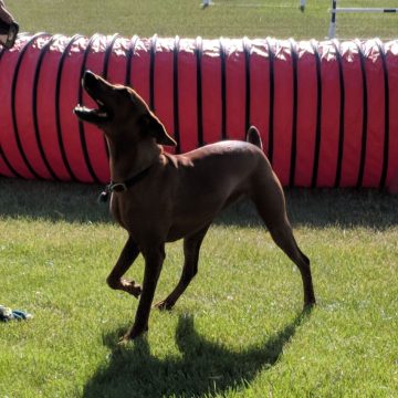 Dog Agility