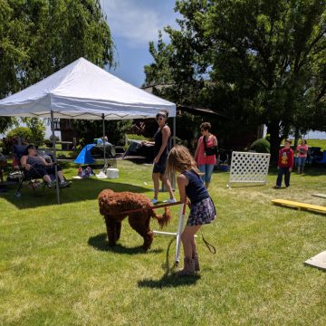 Dog Agility