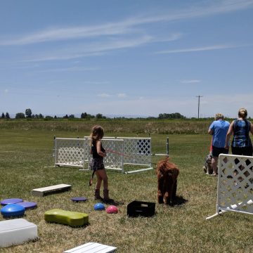 Dog Agility