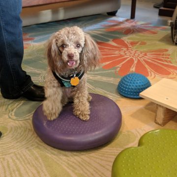 dog agility training
