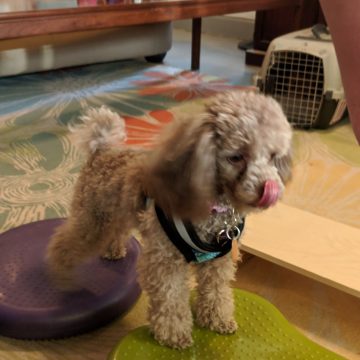 dog agility training