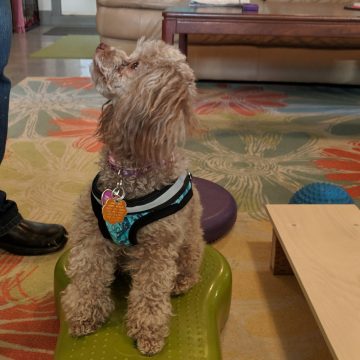 small dog agility indoors
