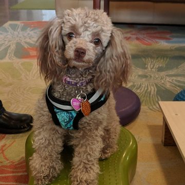 groomed dog indoors