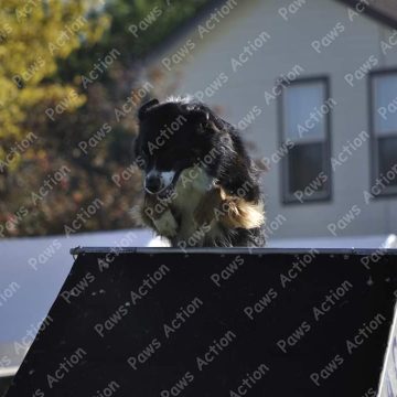 Dog Agility