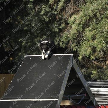 Dog Agility