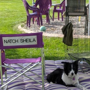 Dog Agility