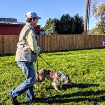 Dog Agility