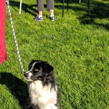 Dog Agility