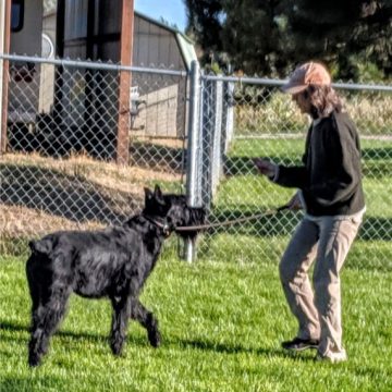 Dog Agility