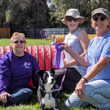 Dog Agility