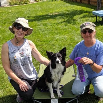 Dog Agility