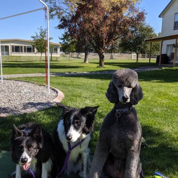 Dog Agility