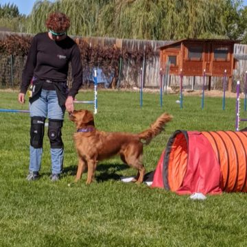 Dog Agility
