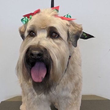 a beige happy dog