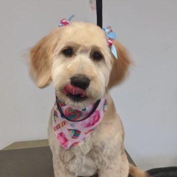 a beige happy dog