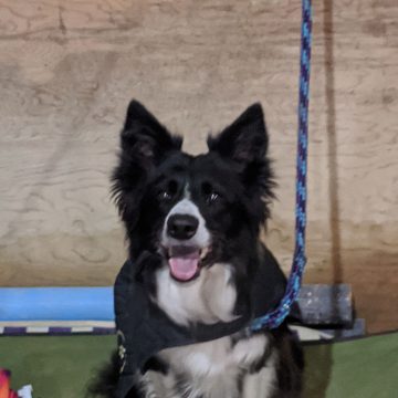 Dog Agility