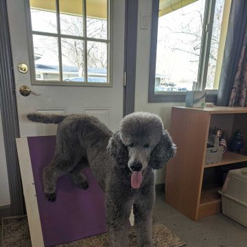 Dog Agility