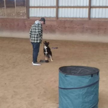 Dog Agility