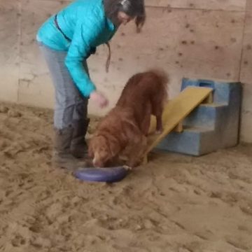 Dog Agility