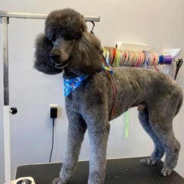 Groomed poodle