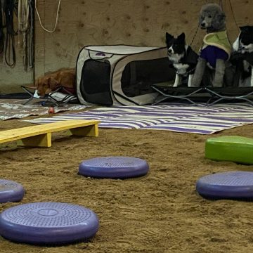 Dog Agility