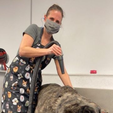 groomer washing dog
