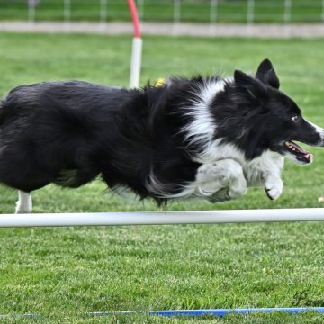 dog agility tournament