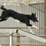 Border collie running in a agility contest